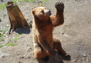 茶色いクマが斜め上を見上げながら座って左手を挙げている